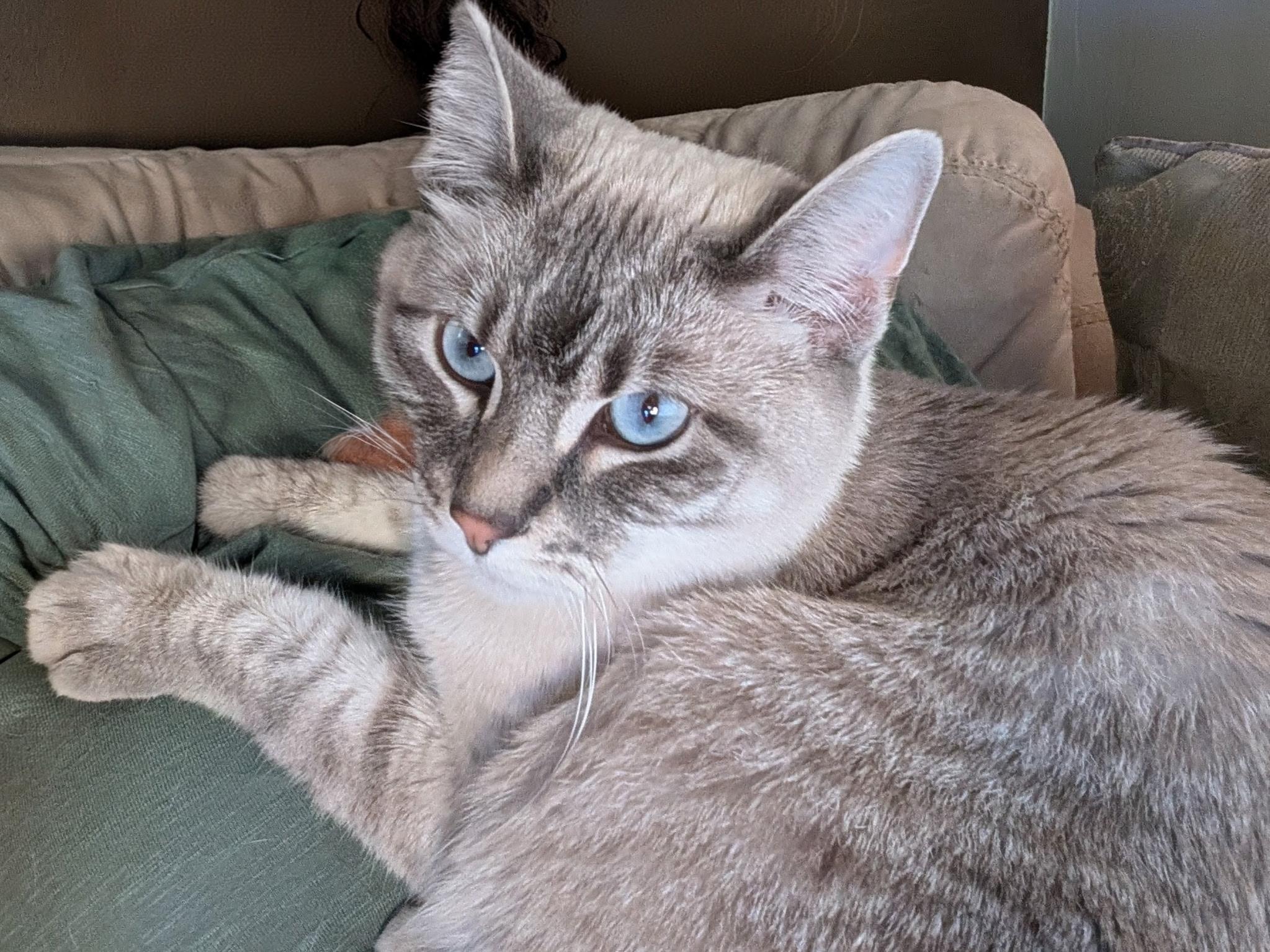 Echo, adopted, Young Female Siamese.