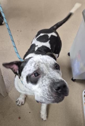 BLU MOON, Adoptable, Adult Male Pit Bull Terrier.