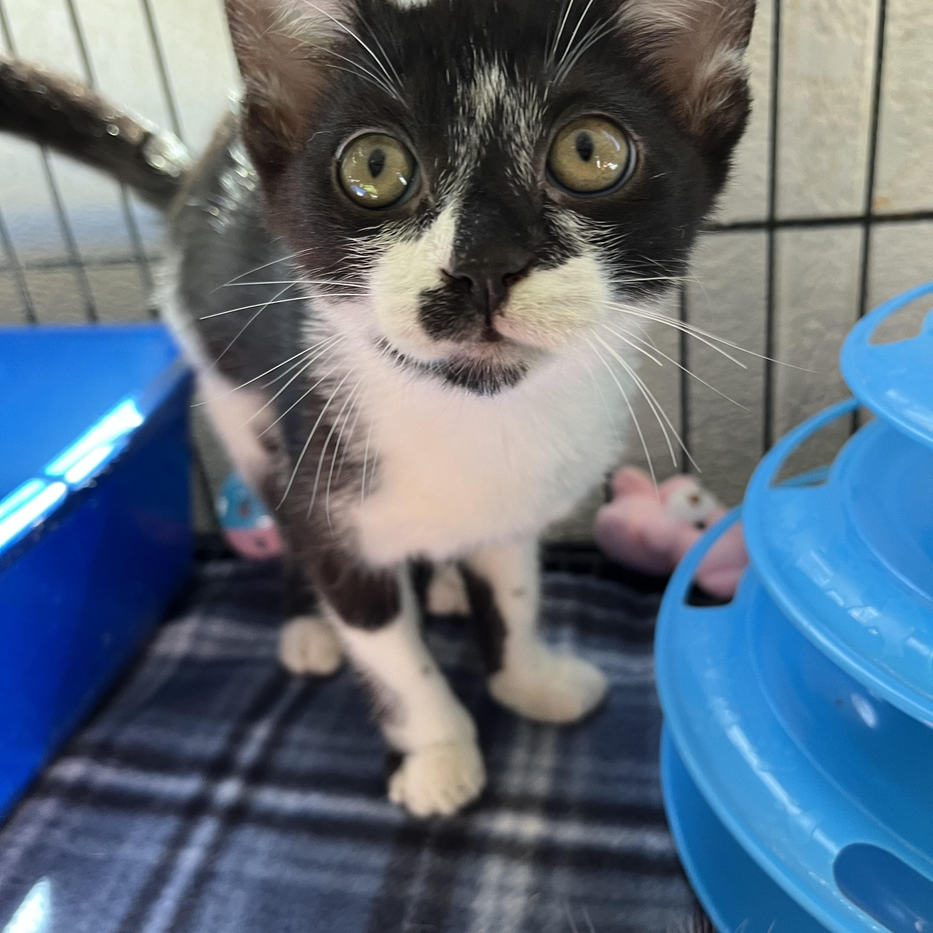 Enlarge Echo 6014, an adopted Domestic Short Hair in Boca Raton, FL image 1/1