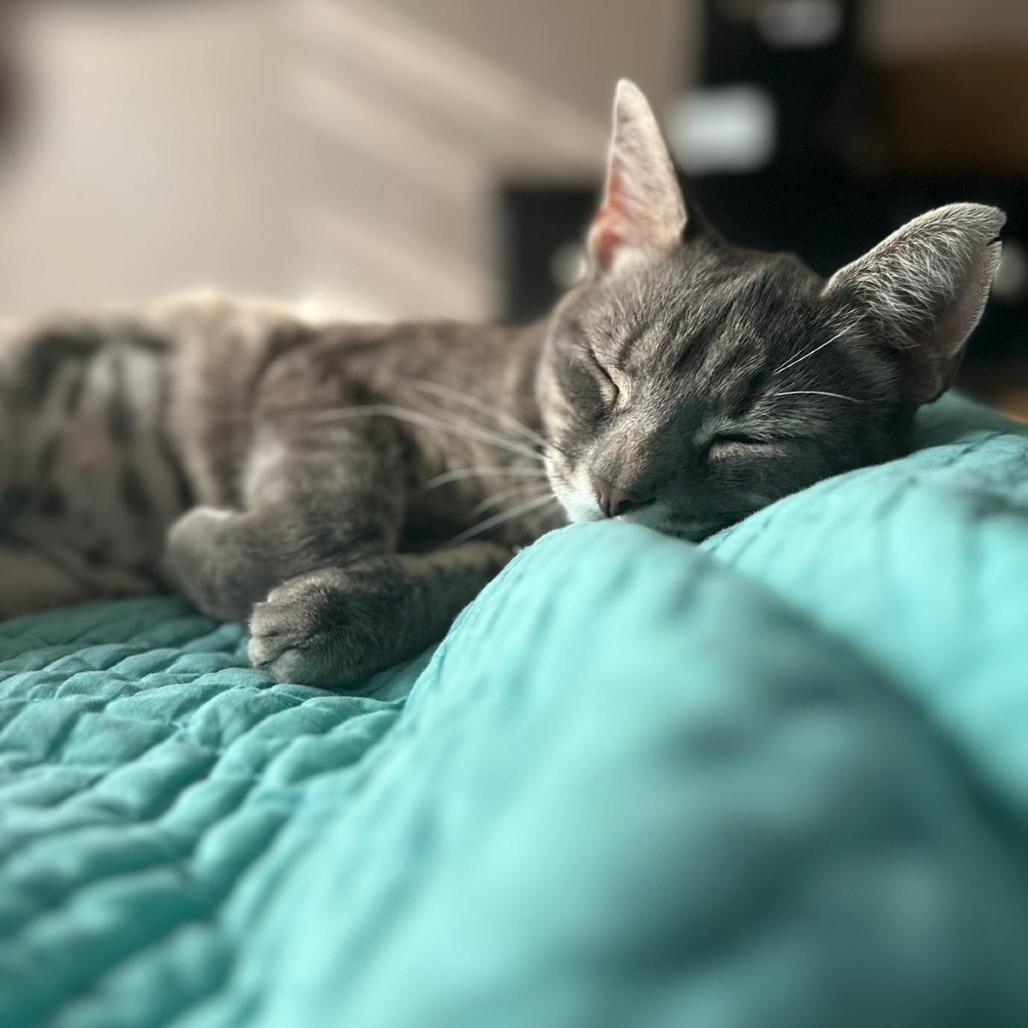 Moria, Adoptable, Adult Female Domestic Short Hair.