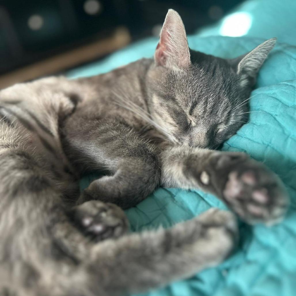 Enlarge Moria, a Adoptable Domestic Short Hair in Winchester, VA image 2/3