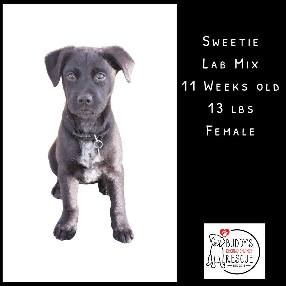 Sweetie, Adoptable, Puppy Female Labrador Retriever.