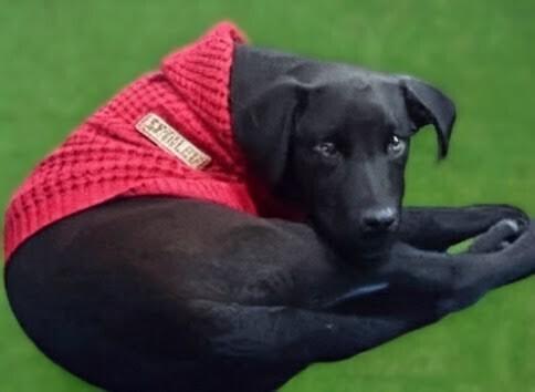 Enlarge Louie, a Adoptable Labrador Retriever in Statesville, NC image 1/1