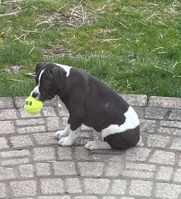 Potato Chip (one of the PUPTATOES), Adopted, Puppy Male Pit Bull Terrier.