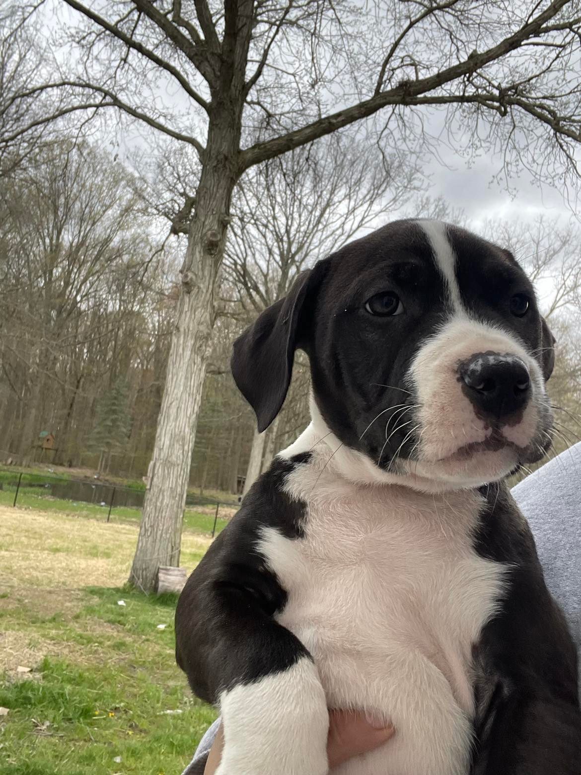 Potato Chip (one of the PUPTATOES), a Adopted mixed breed in New Baltimore, MI image 2/3