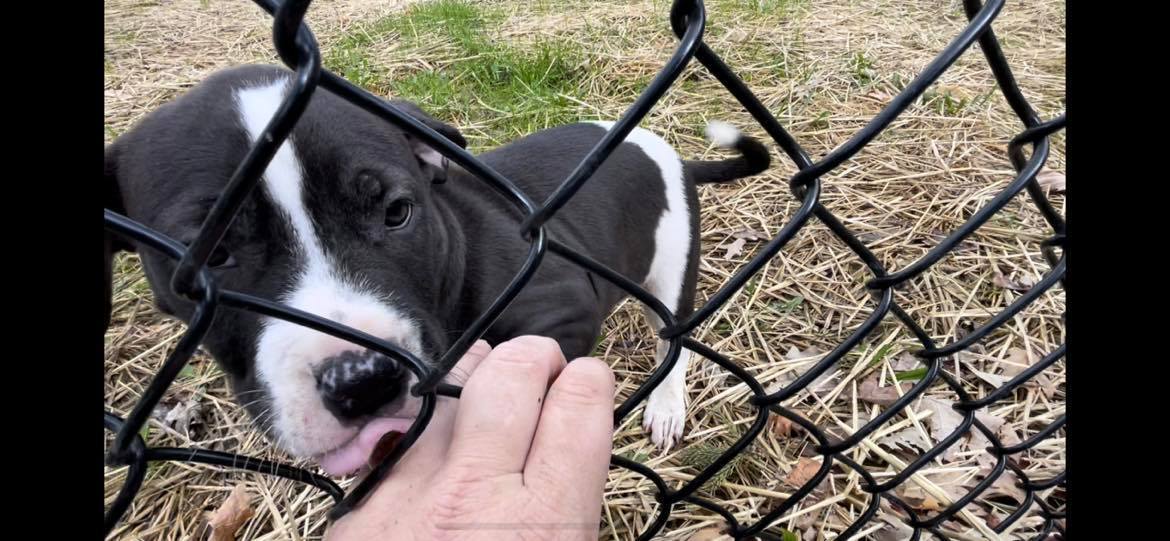 Potato Chip (one of the PUPTATOES), a Adopted mixed breed in New Baltimore, MI image 3/3