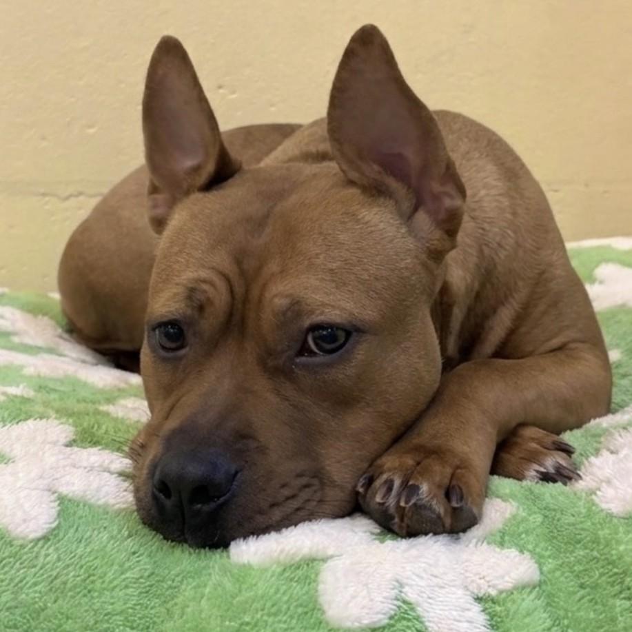 Malibu, ADOPTABLE, Adult Female Pit Bull Terrier & Mixed Breed.