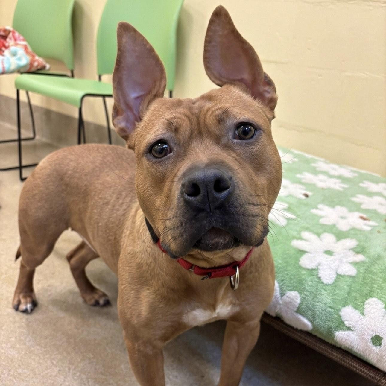 Enlarge Malibu, a ADOPTABLE mixed breed in Eatontown, NJ image 5/5