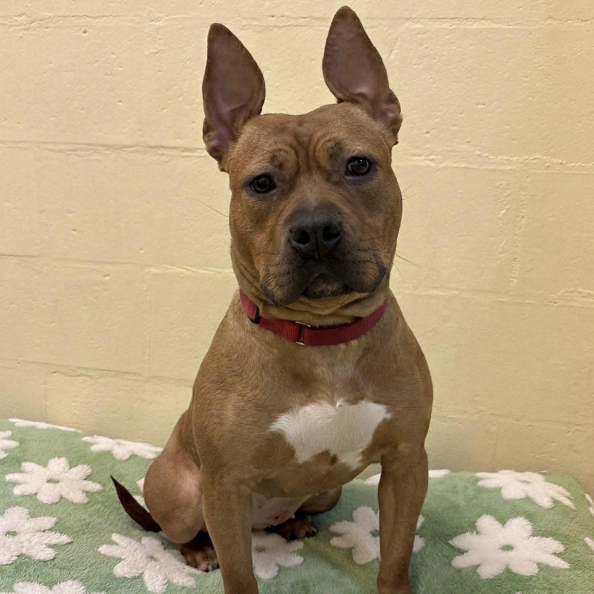 Enlarge Malibu, a ADOPTABLE mixed breed in Eatontown, NJ image 4/5