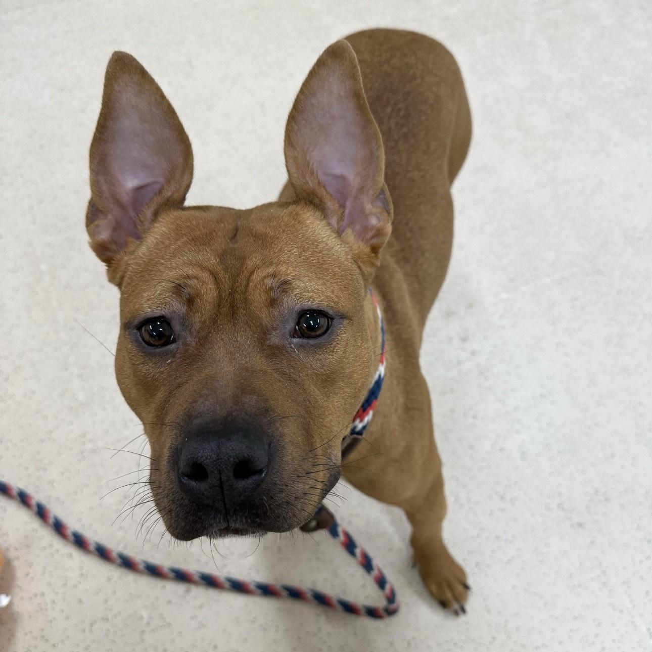 Enlarge Malibu, a ADOPTABLE mixed breed in Eatontown, NJ image 2/5