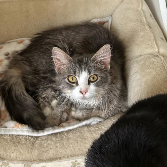 Amity, ADOPTABLE, Young Female Domestic Medium Hair.