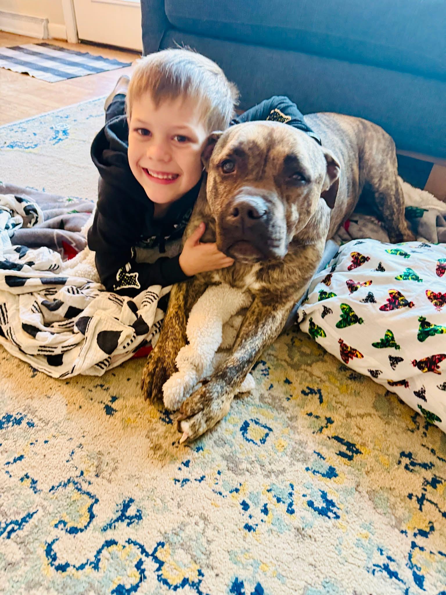 Meatball, ADOPTABLE, Adult Male Mixed Breed.