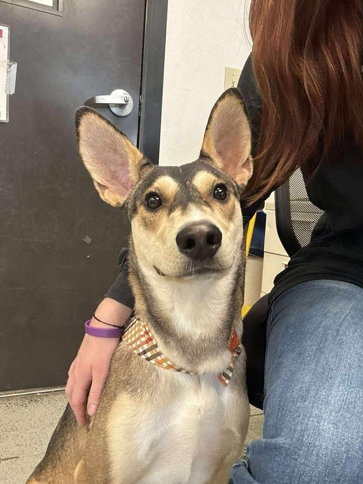 Legolas 0125 — thumbnail 2