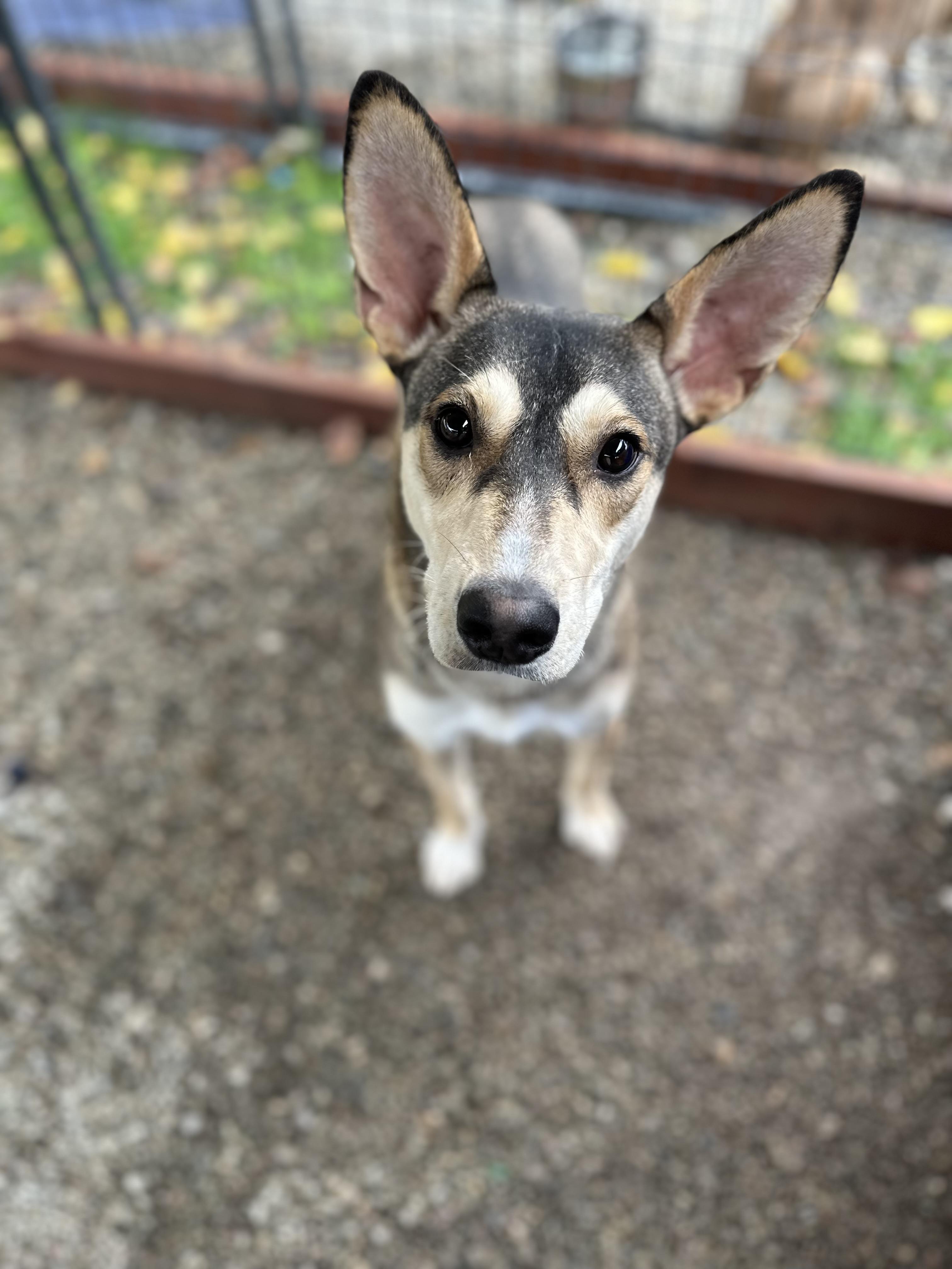 Legolas 0125 — thumbnail 3