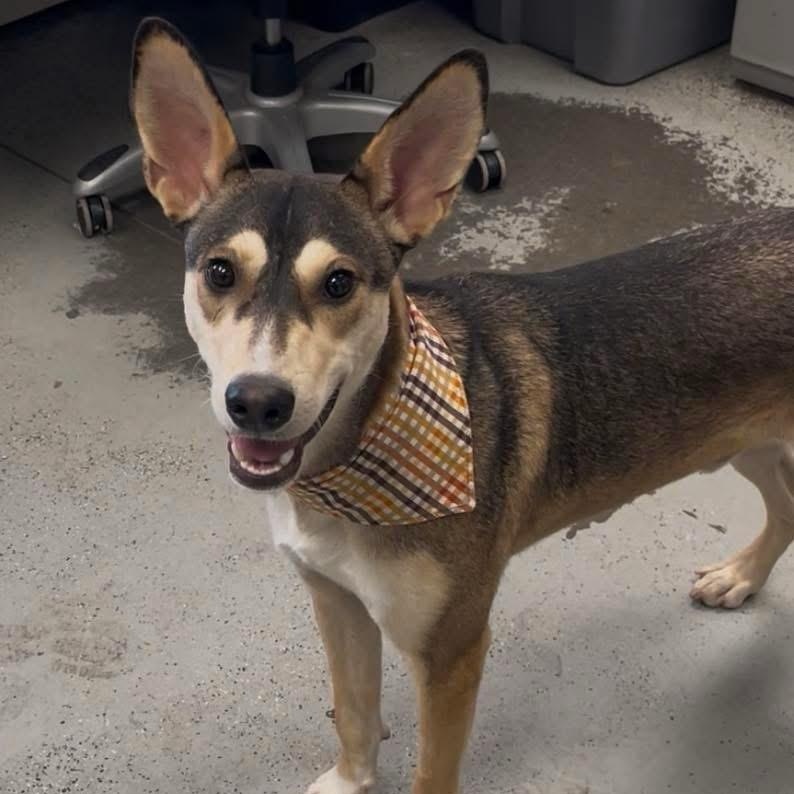 Legolas 0125 — thumbnail 4