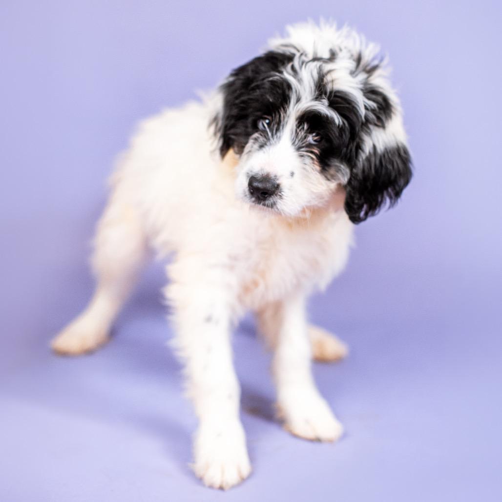 Sharpay Evans thumbnail 2