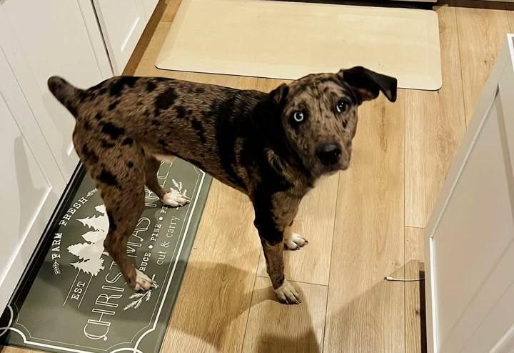 Dasher, a ADOPTABLE Catahoula Leopard Dog in Charlotte, NC image 1/5
