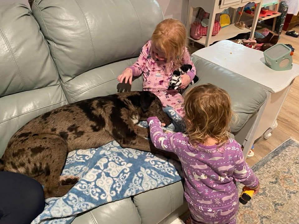 Dasher, a ADOPTABLE Catahoula Leopard Dog in Charlotte, NC image 3/5