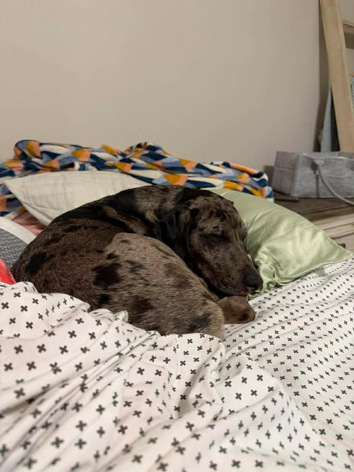 Dasher, a ADOPTABLE Catahoula Leopard Dog in Charlotte, NC image 4/5