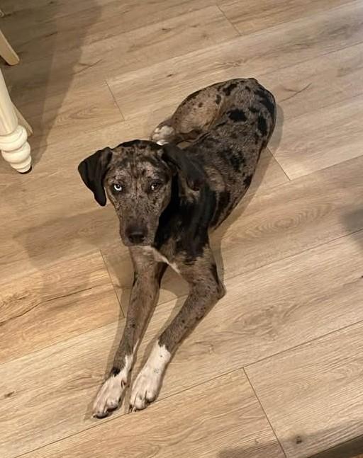 Dasher, a ADOPTABLE Catahoula Leopard Dog in Charlotte, NC image 2/5