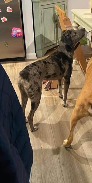 Dasher, a ADOPTABLE Catahoula Leopard Dog in Charlotte, NC image 5/5