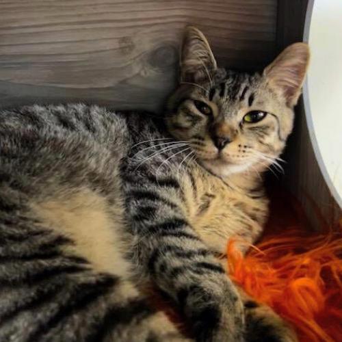 Enlarge Squirt @ Fat Cat Cafe, an adopted Tabby in Tallahassee, FL image 5/5