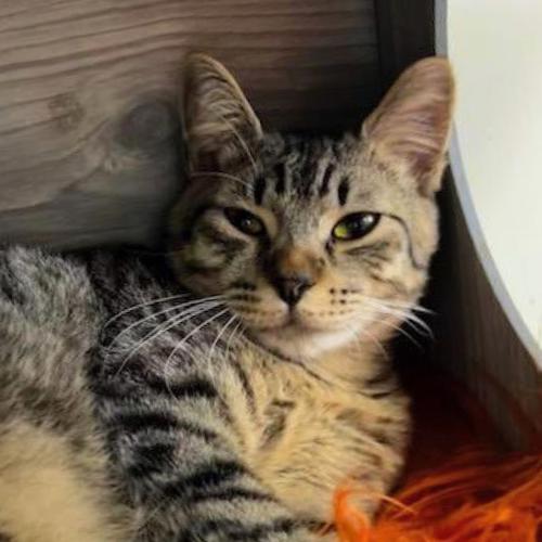 Enlarge Squirt @ Fat Cat Cafe, an adopted Tabby in Tallahassee, FL image 3/5