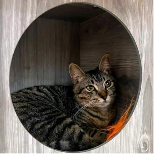 Enlarge Squirt @ Fat Cat Cafe, an adopted Tabby in Tallahassee, FL image 4/5