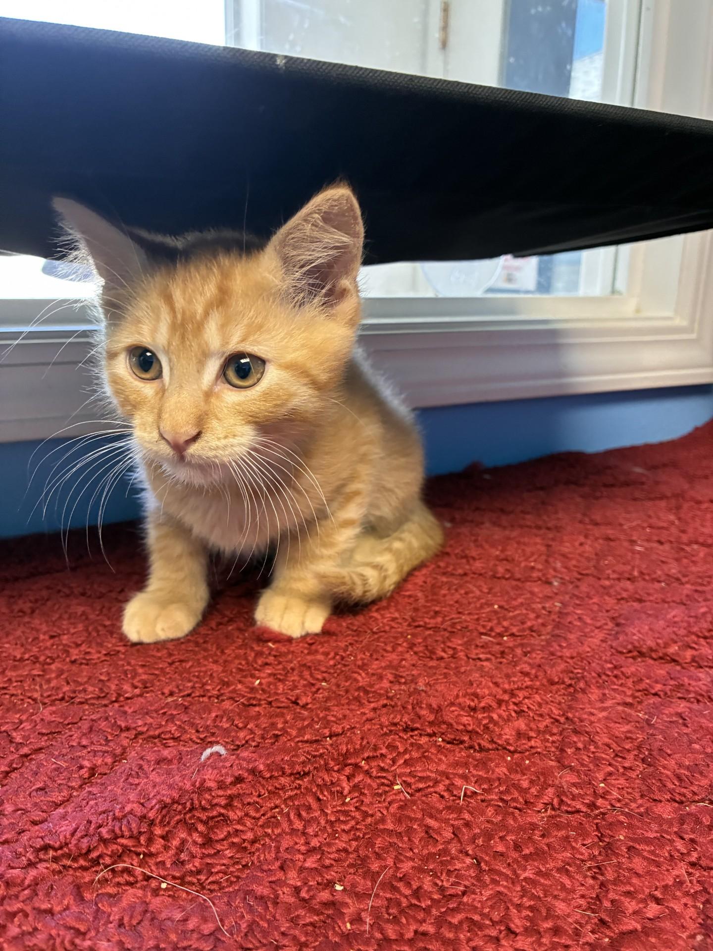 Panza, Young Male Domestic Short Hair