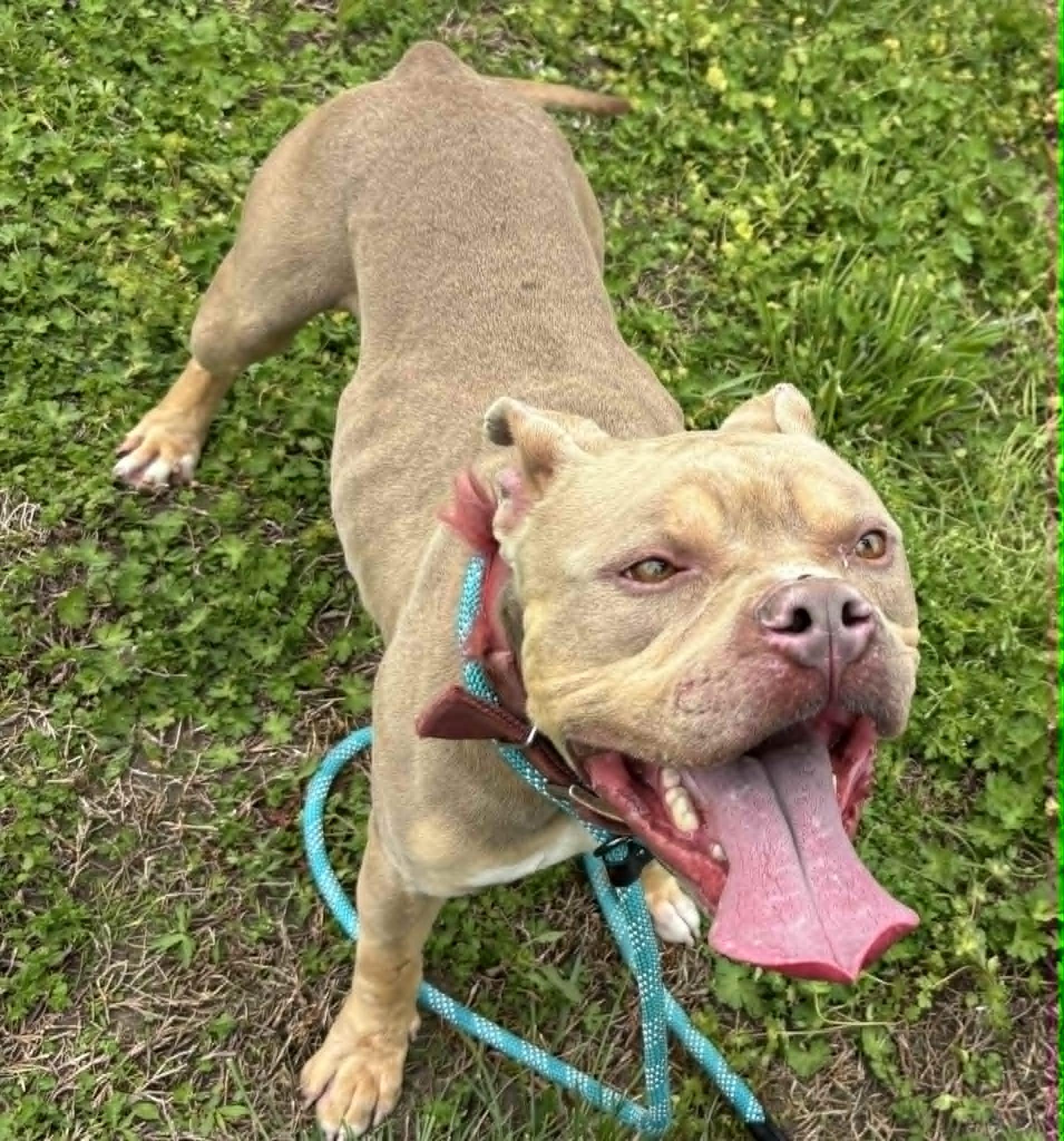 Enlarge dbo, a ADOPTABLE mixed breed in Granite City, IL image 4/4