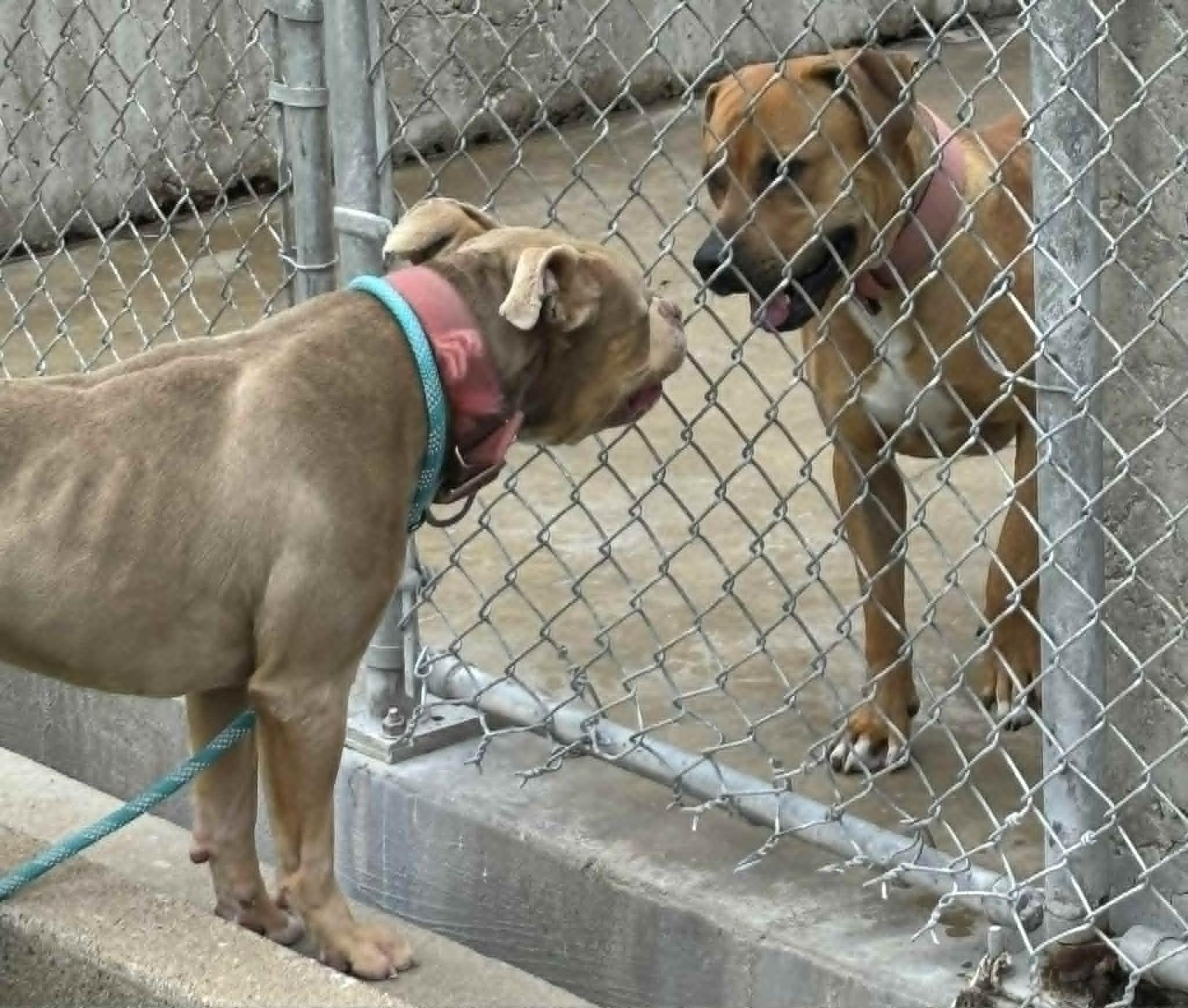 Enlarge dbo, a ADOPTABLE mixed breed in Granite City, IL image 3/4