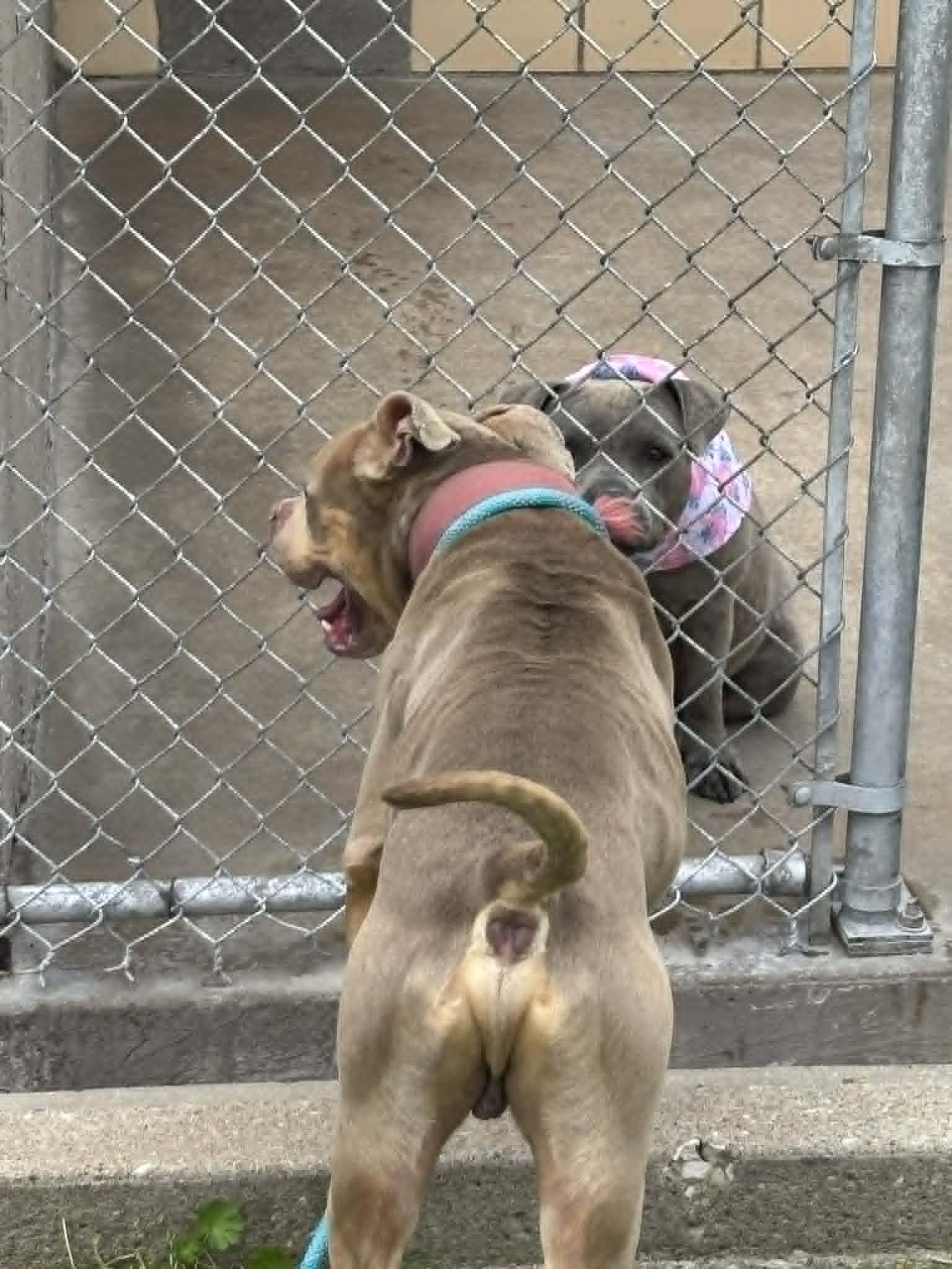 Enlarge dbo, a ADOPTABLE mixed breed in Granite City, IL image 2/4