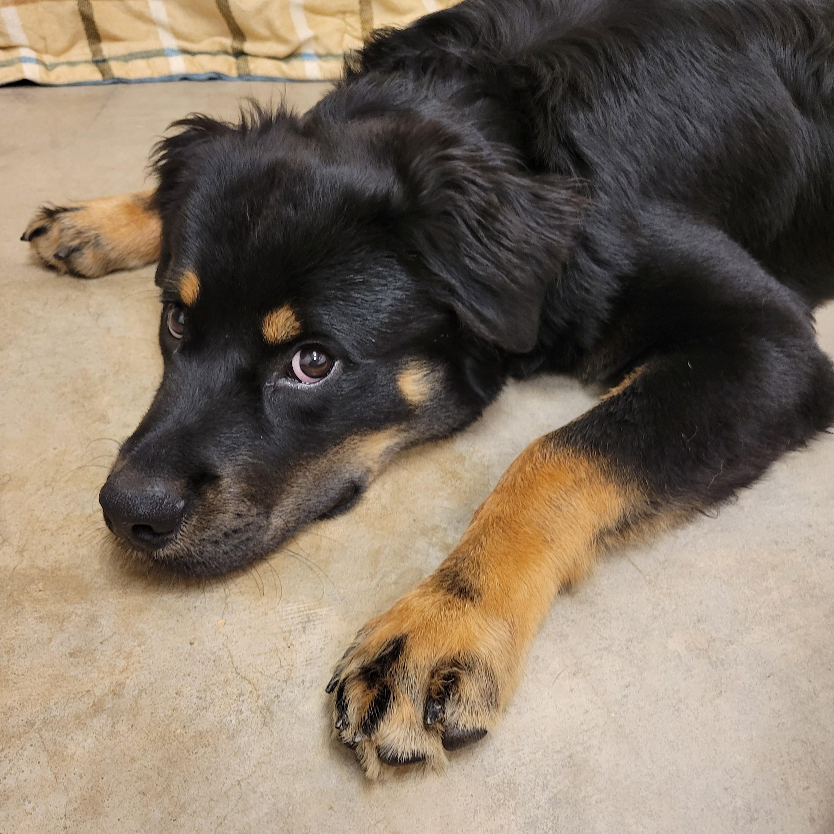 Enlarge Albus, a Adoptable mixed breed in ALPINE, TX image 2/6