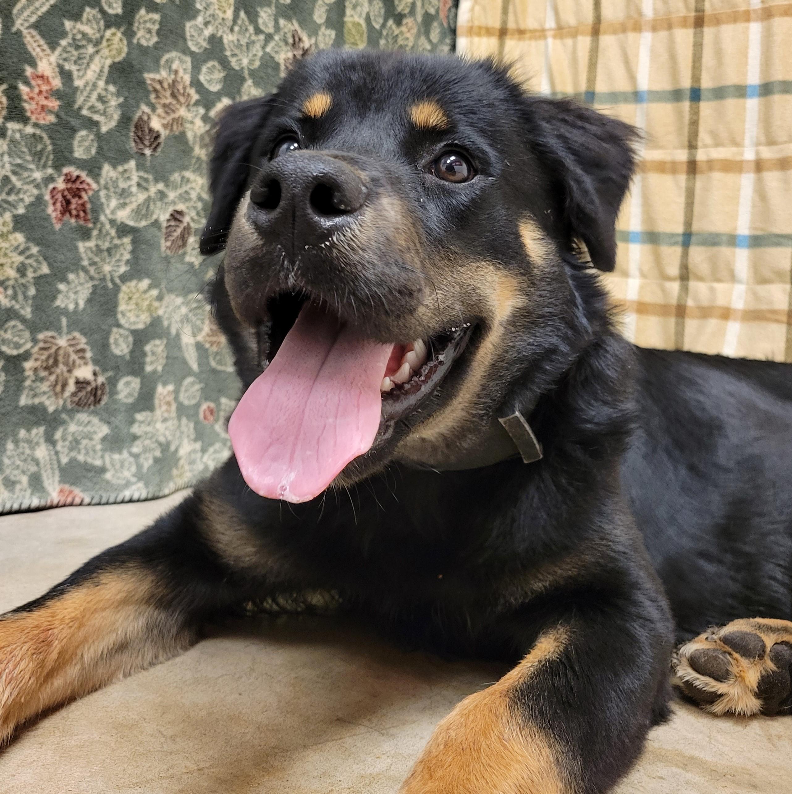 Enlarge Albus, a Adoptable mixed breed in ALPINE, TX image 4/6