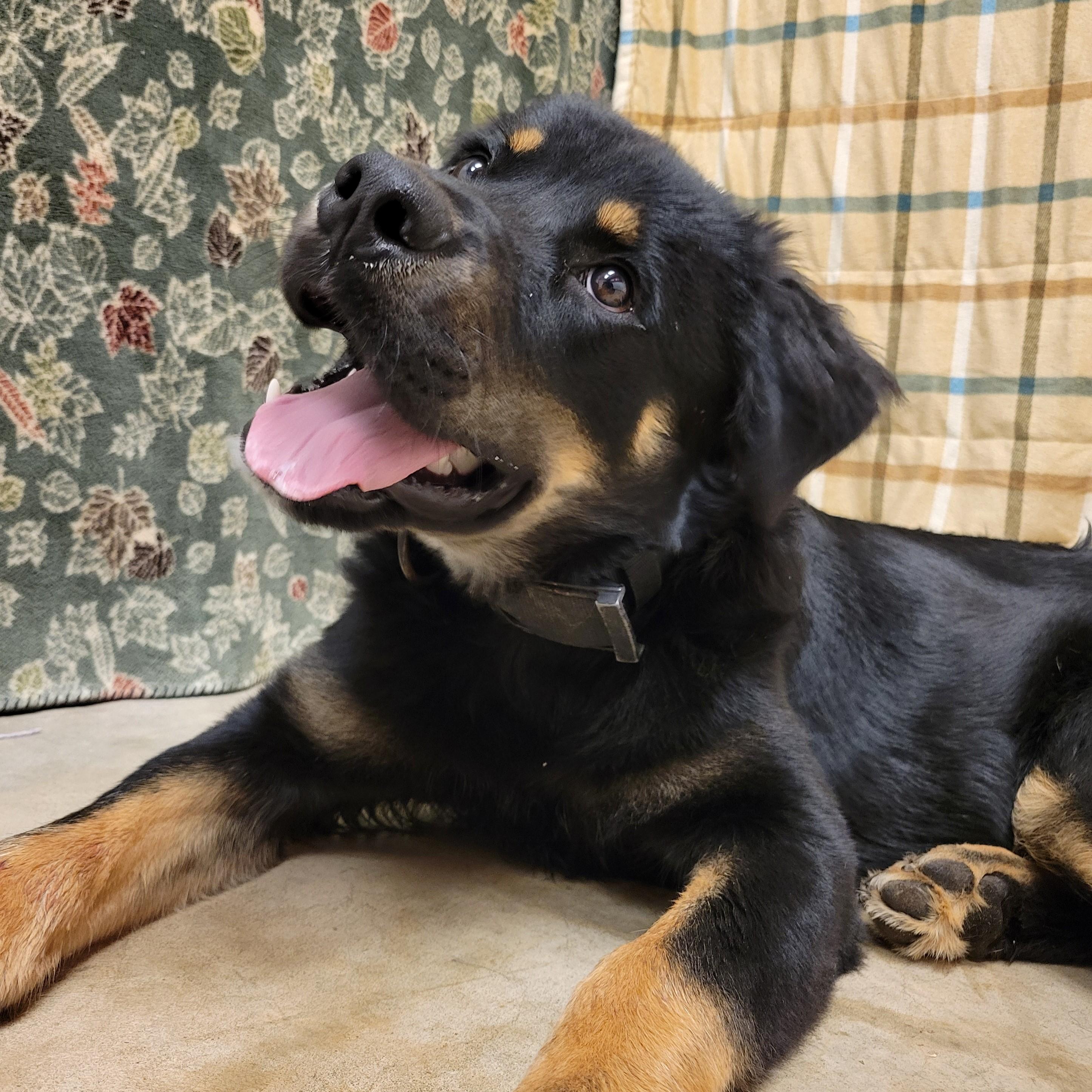 Albus, Adoptable, Young Male Rottweiler.