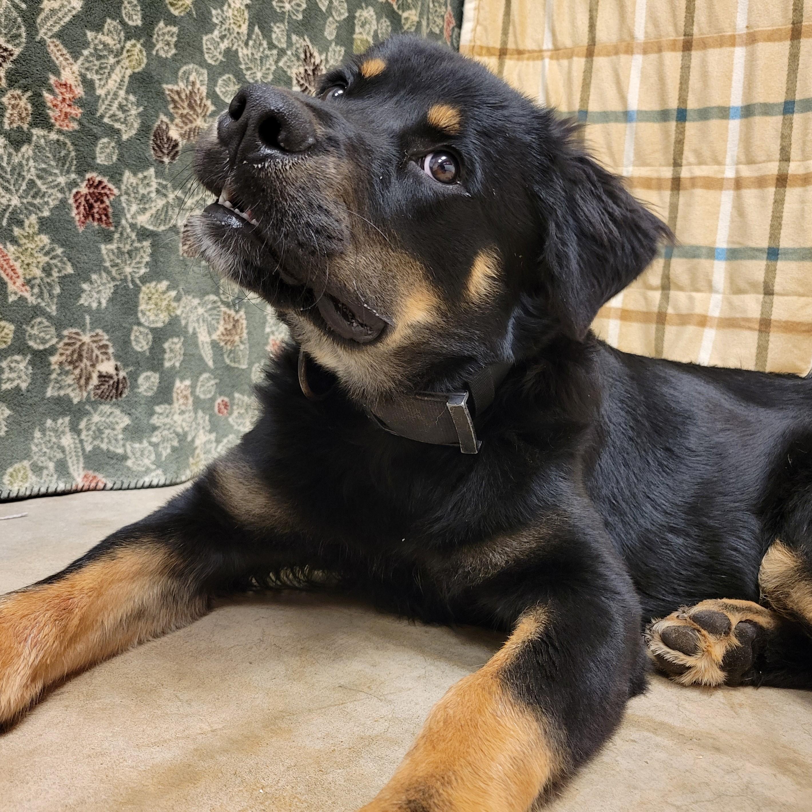 Enlarge Albus, a Adoptable mixed breed in ALPINE, TX image 3/6