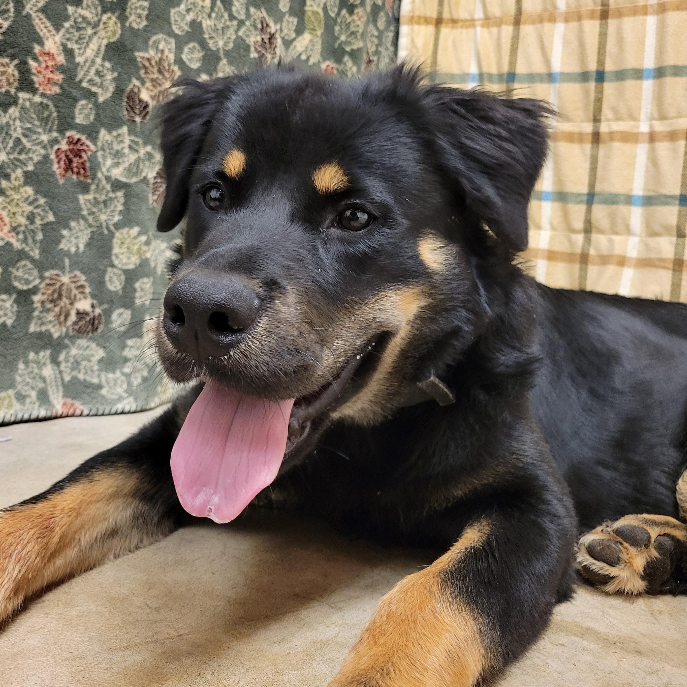 Enlarge Albus, a Adoptable mixed breed in ALPINE, TX image 6/6