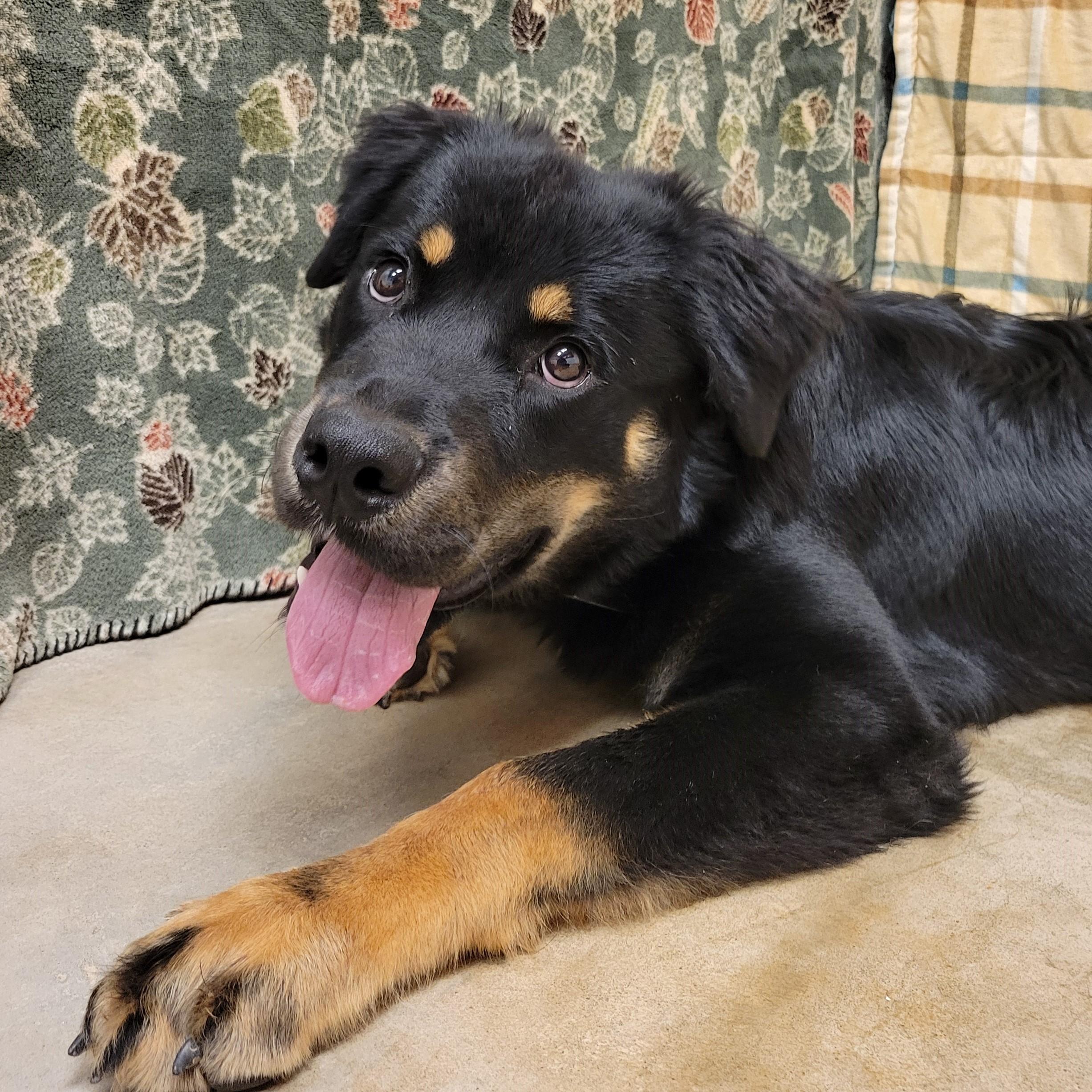 Enlarge Albus, a Adoptable mixed breed in ALPINE, TX image 5/6
