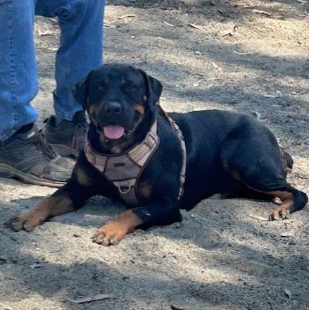 ZARA, a Adoptable mixed breed in Murrieta, CA image 1/4