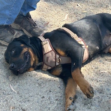 ZARA, a Adoptable mixed breed in Murrieta, CA image 2/4