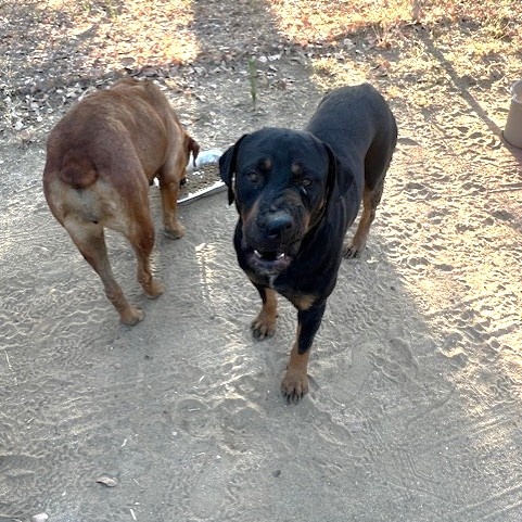 ZARA, a Adoptable mixed breed in Murrieta, CA image 3/4
