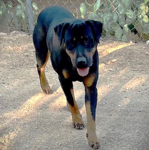 ZARA, a Adoptable mixed breed in Murrieta, CA image 4/4