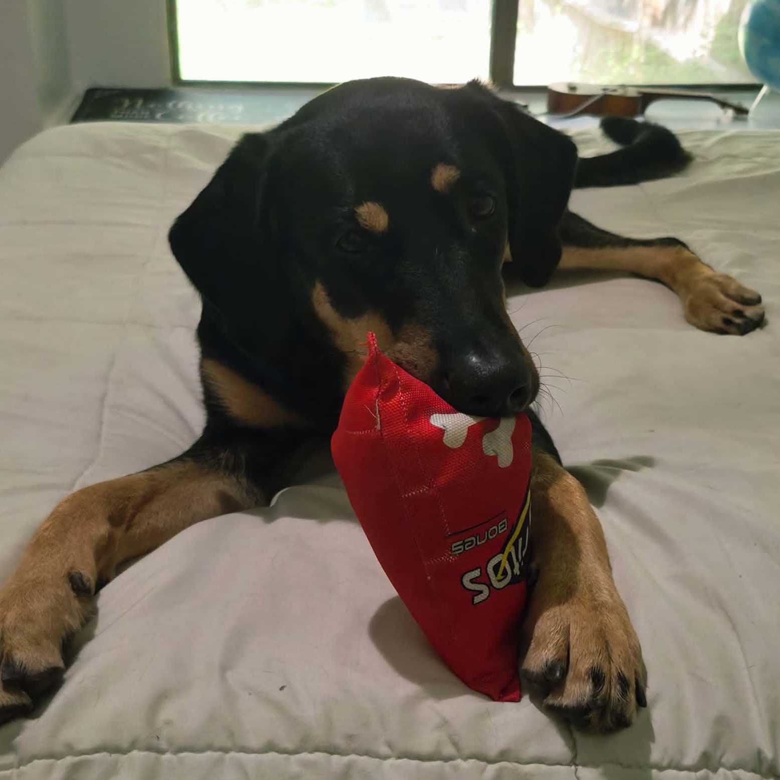 Murphy, Adoptable, Puppy Male Doberman Pinscher.