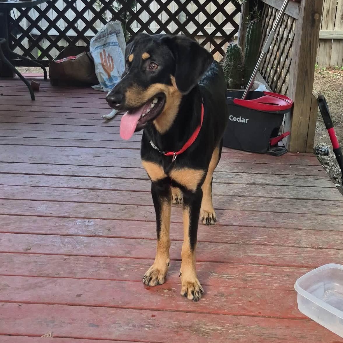 Murphy, Adoptable, Puppy Male Labrador Retriever & Doberman Pinscher.