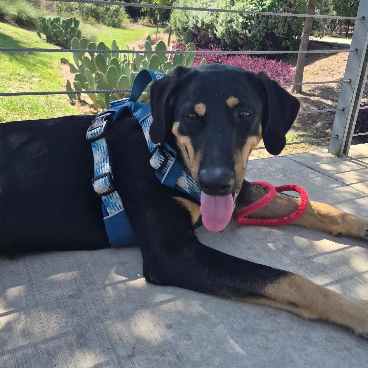 Enlarge Murphy, a Adoptable mixed breed in Redmond, WA image 6/6