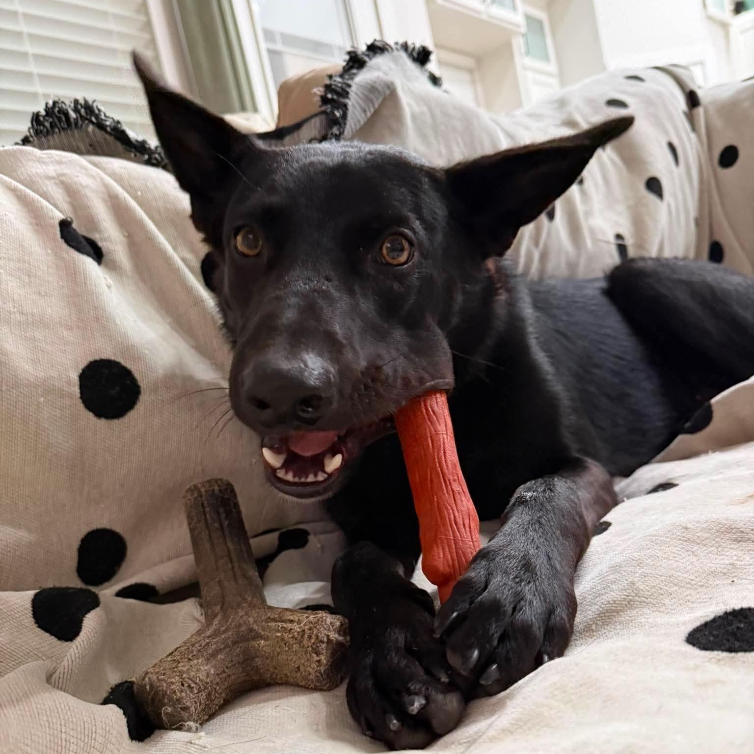 Enlarge Seamus, a Adoptable mixed breed in Portland, ME image 3/6