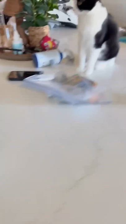 Enlarge Seamus, a Adoptable mixed breed in Portland, ME video 6/6