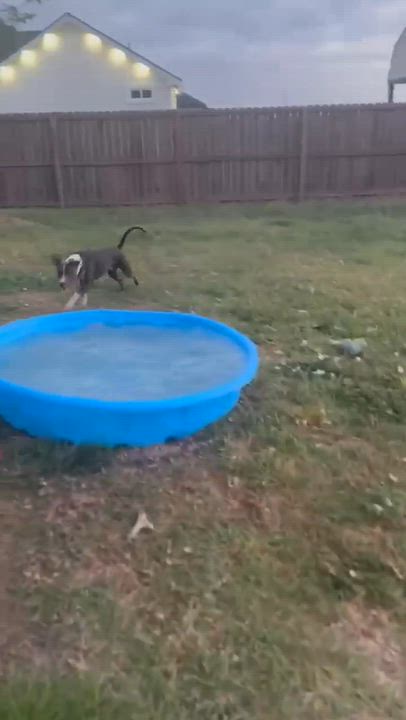 Enlarge Seamus, a Adoptable mixed breed in Portland, ME video 5/6