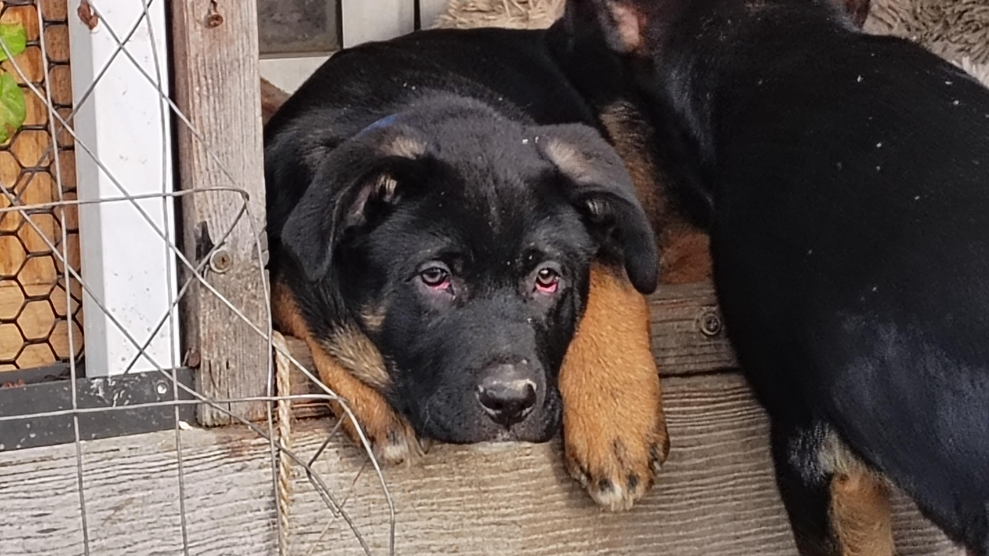 Enlarge Cooper, an adopted mixed breed in Eatonville, WA image 1/1