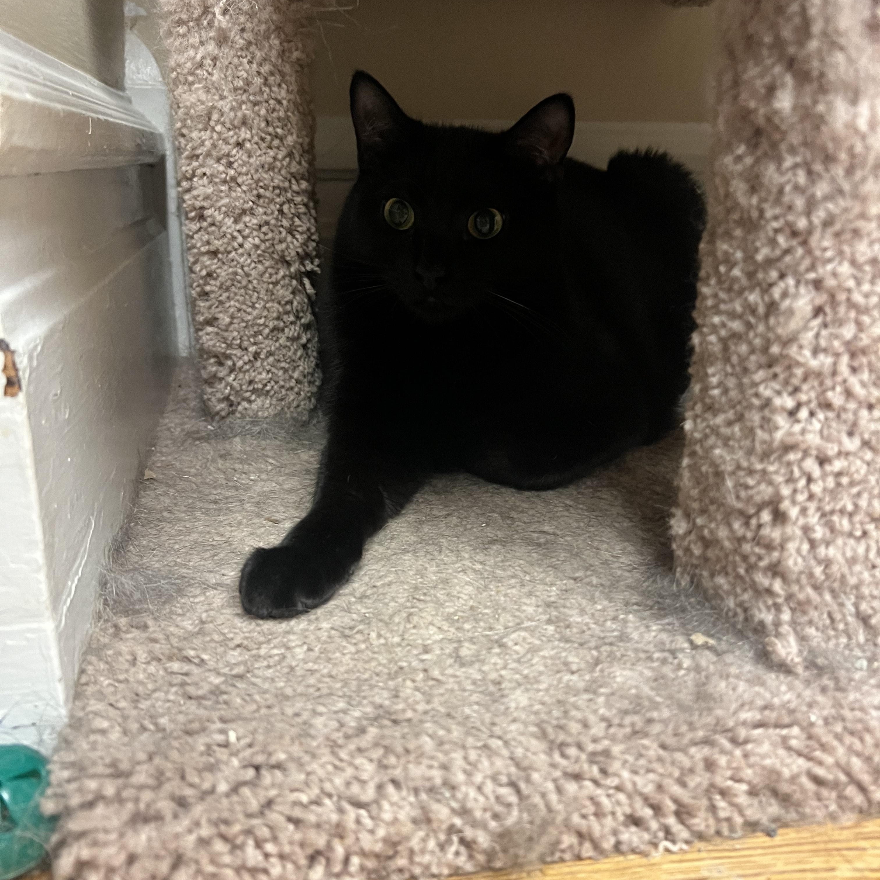 Enlarge Blossom, an adoptable Domestic Short Hair in Allentown, PA image 2/2